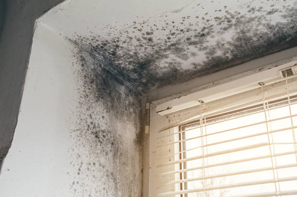 Affordable Mold Remediation solutions in Honey Grove, TX