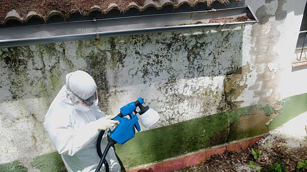 Top rated local Mold Remediation specialists in Honey Grove, TX